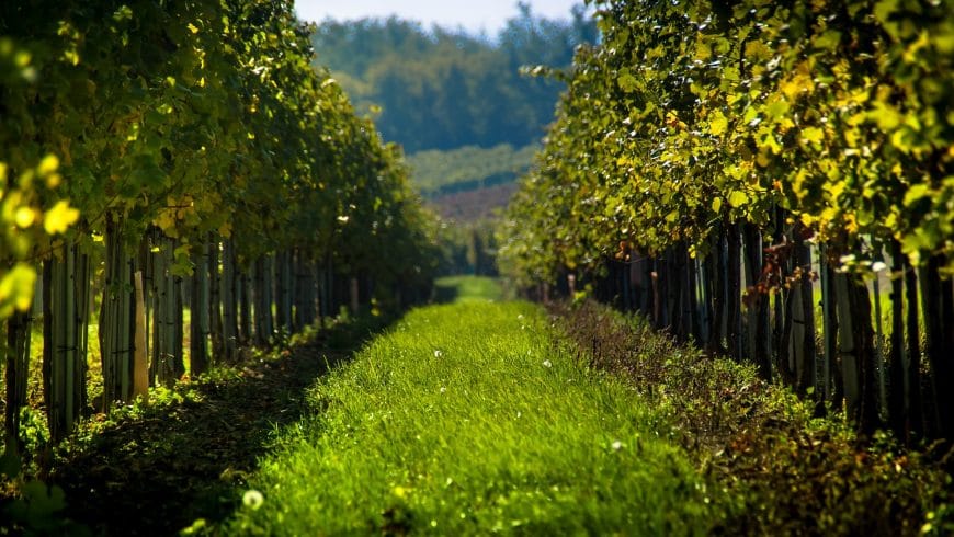 The Wine Roads of Texas – WCC Featured in Upcoming Book