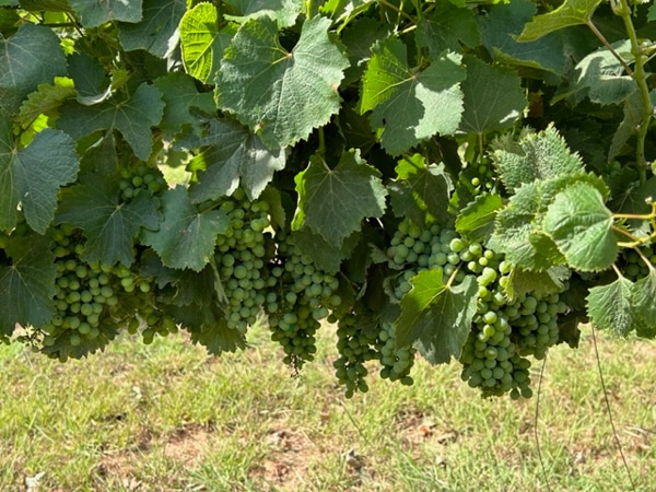 group of chenin grapes during the day time