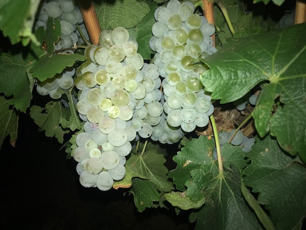 chenin grapes at night