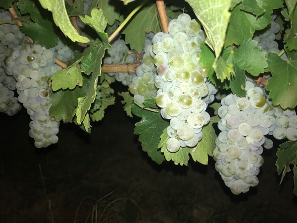 group of chenin grapes at night