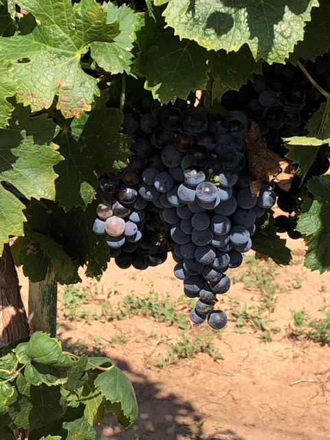 Cabernet Franc Grapes